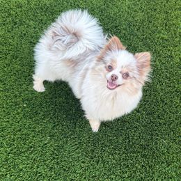 Zara - Pomeranian