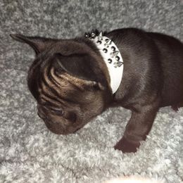 French Bulldog Puppies from Absolute Frenchie Connection