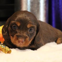 Dachshunds from Murry’s minis
