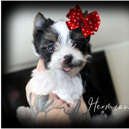 Hermione - Parti female Yorkshire Terrier puppy in Warren, Michigan from Danielle's Yorkie & Shih Tzu Babies