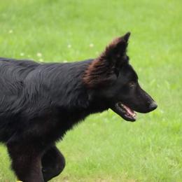 German Shepherd and Pembroke Welsh Corgi Puppies from Muddy Paws Corgis / Von Blake's Gedächtnis German Shepherds