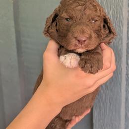 Bruno - Chocolate male Goldendoodle puppy in Prattville, Alabama from Jericho Junction Doodles and Poodles