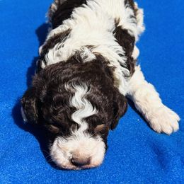 Casino - Brown roan Lagotto Romagnolo puppy in Guilford County, North Carolina from Explicit Kennel