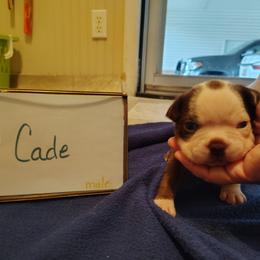Cade - Red male Boston Terrier puppy in Headland, Alabama from Crystal Carlisle's Boston Terriers
