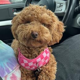 Maltipoo Puppies from Ollie-Pop Paws Breeding