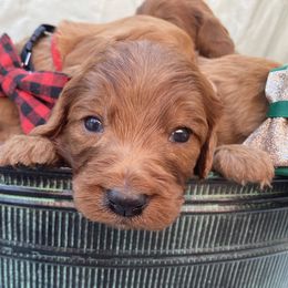 Cavapoo, Maltipoo, and Poodle Puppies from My Sweet Poodles and Doodles