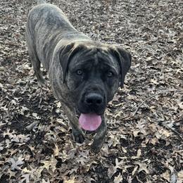 Mae Ripley - Boerboel