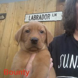 Bounty - Yellow male Labrador Retriever puppy in Tigard, Oregon from Morrison Labrador Retreivers