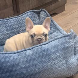 Athena - Fawn and white female French Bulldog puppy in Chula Vista, California from House of Pugs and French BullDogs