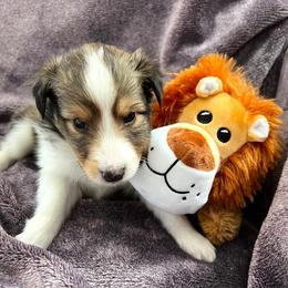 Shetland Sheepdog Puppies from Fancypants Shetland Sheepdogs