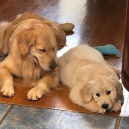 Golden Retrievers from Charming Goldens