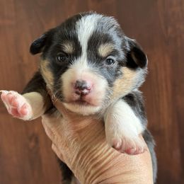 Maple-Med purple collar - Black and tan female American Corgi puppy in Benjamin, Utah from Nuna’s  Corgis