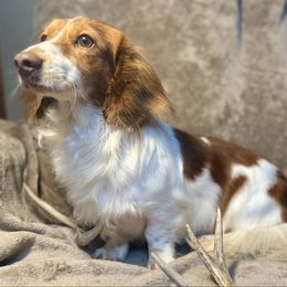 Rudy - Dachshund
