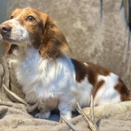 Rudy - Dachshund