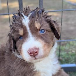 Rufus - Red tri-color male Australian Shepherd puppy in Ramona, California from Blue Moon Aussies