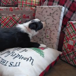 Hank aka Huck - Black and white male Border Collie puppy in Dundy County, Nebraska from Stag Valley Homestead