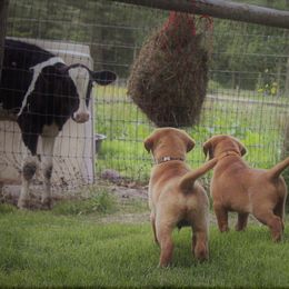 Labrador Retriever Puppies from Pondside Retrievers