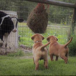 Labrador Retriever Puppies from Pondside Retrievers