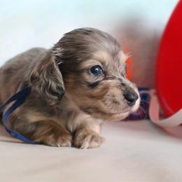 Sherwin - Dapple male Dachshund puppy in Pace, Florida from Shoebox Doxie’s