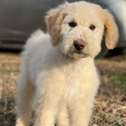 Banana cream - White male Sheepadoodle puppy in Greeneville, Tennessee from Smokey Mountain Sheepadoodles
