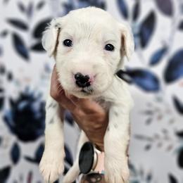 Black - White and black male Dalmatian puppy in Gray, Georgia from Fuller Spots