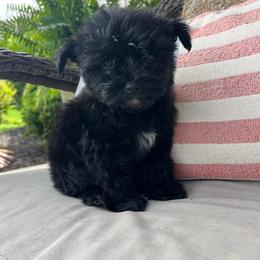 Diesel - CKC - Black and tan male Yorkshire Terrier puppy in Calhoun, Georgia from Peach State Yorkies
