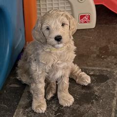 Australian Cobberdog Puppies from Mud Pies Australian Cobberdogs