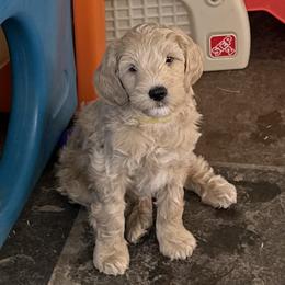 Australian Cobberdog Puppies from Mud Pies Australian Cobberdogs