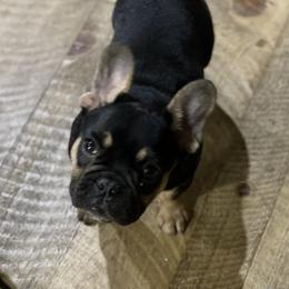 Picabo - French Bulldog