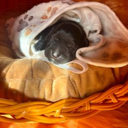 White collar female - Black female Labrador Retriever puppy in Stafford Township, New Jersey from SommerLabs