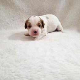 Lily - Blenheim female Cavalier King Charles Spaniel puppy in Pennsylvania from Julie's Cavalier King Charles Spaniels