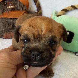 Chubacca (Chewy) - Belge male Brussels Griffon puppy in Seneca, Missouri from Stephanie’s Puppy Colony