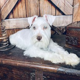 Miniature Schnauzer Puppies from Nana Rees Pups