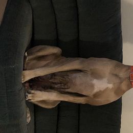 Percy - Great Dane