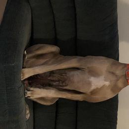 Percy - Great Dane