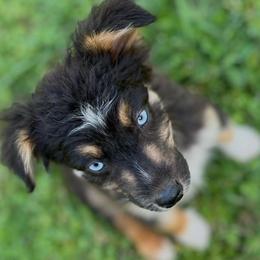 Lady Bird - Black tri-color female Australian Shepherd puppy in Albertville, Alabama from Salt Creek Aussies