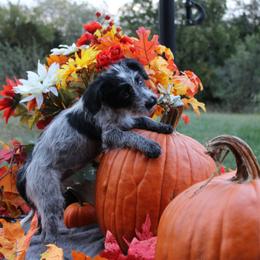 Sierra - Black and white female Aussiedoodle puppy in Hopkins, Missouri from Mowry Creek Mini Aussiedoodles and More