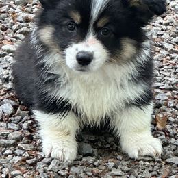 Red Collar Boy- Leo - Black and tan Pembroke Welsh Corgi puppy in Paris, Kentucky from Flat Run Corgis