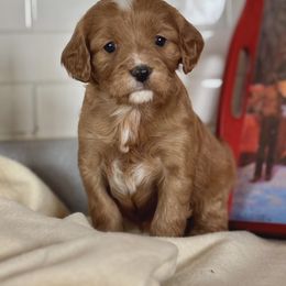 Mistletoe - Red female Cavapoo puppy in Peoria Heights, Illinois from Gardner Lane Puppies