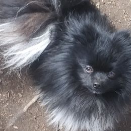 Jake - Pomeranian
