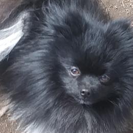 Jake - Pomeranian