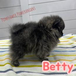 Betty - Brindle female Pomeranian puppy in Macon, Georgia from Pomflower Pomeranians