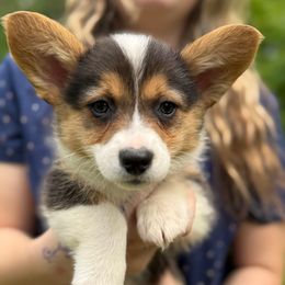 Purple - Sable female Pembroke Welsh Corgi puppy in Sturgis, Michigan from Eberle's Pembroke Welsh Corgis