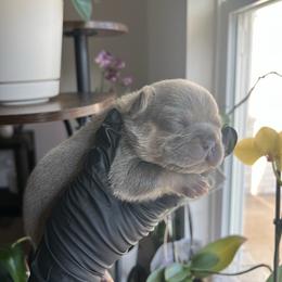 Pink boy - Black and tan male French Bulldog puppy in Dawsonville, Georgia from Baros Kennel