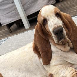 Basset Hounds from Pride Rock Basset Hounds
