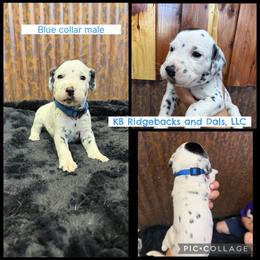 Blue Collar Male - White and black male Dalmatian puppy in Colome, South Dakota from KB Ridgebacks and Dals, LLC