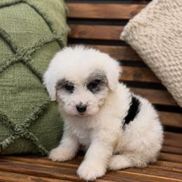 Lainey - Blue merle and white female Sheepadoodle puppy in Norwood, Missouri from Neuroth Pup Co.