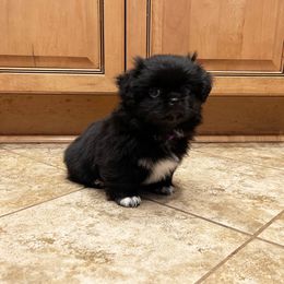 Girl 2 - Black Tibetan Spaniel puppy in Sterling Heights, Michigan from Sterling Tibbies