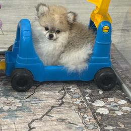 Teddy - Cream sable parti male Pomeranian puppy in Naples, Florida from 🤎 Dreaming Puppies 🐶