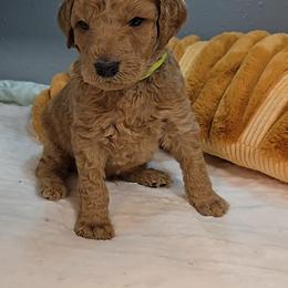 Lime - Red  male Poodle puppy in Diamond, Missouri from Evening Stars Poodles